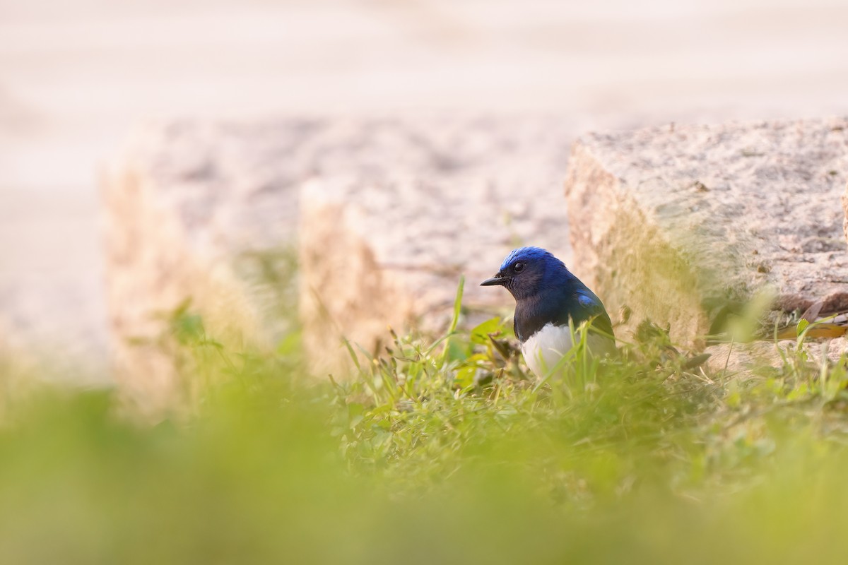 Blue-and-white Flycatcher - 家瑞 劉