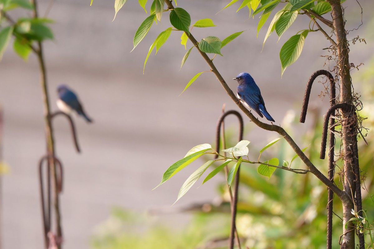 Blue-and-white Flycatcher - 家瑞 劉