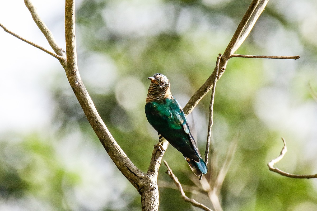 Asian Emerald Cuckoo - ML566327211