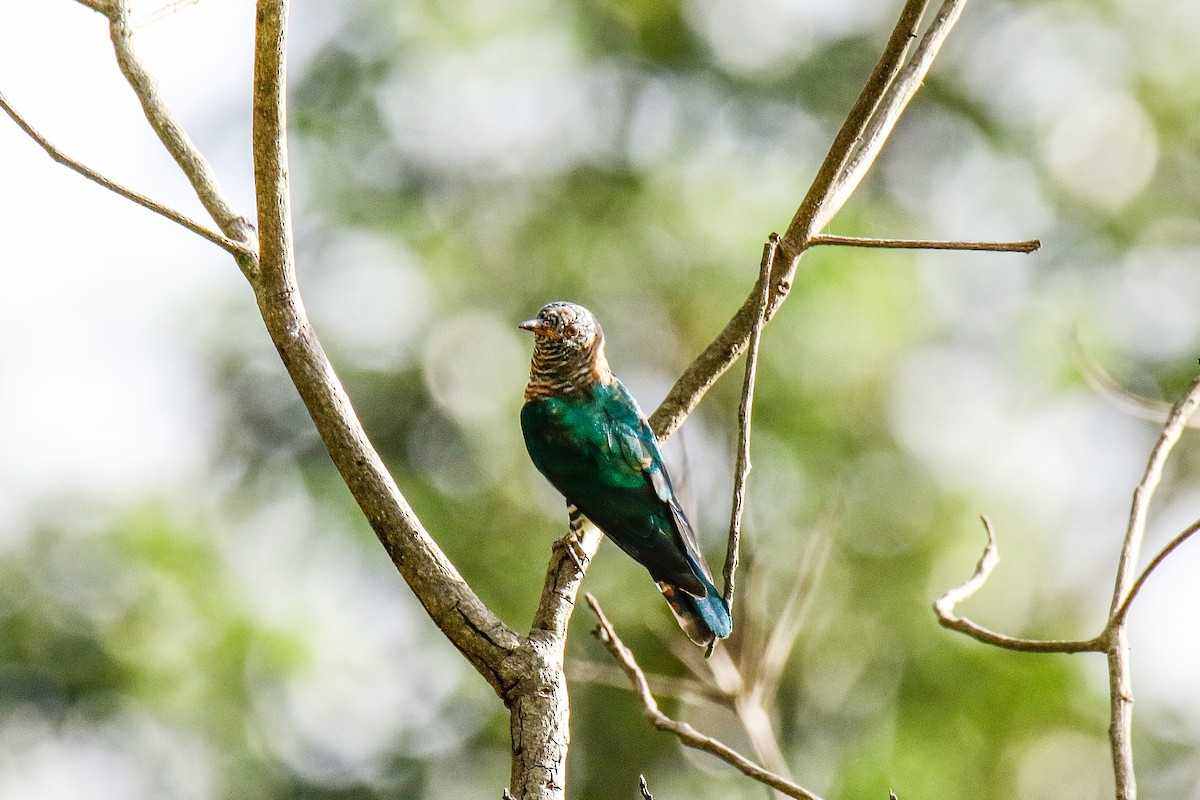 Asian Emerald Cuckoo - ML566327221