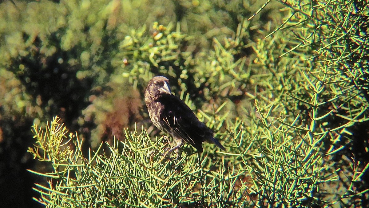 Española Ground-Finch - ML566327911