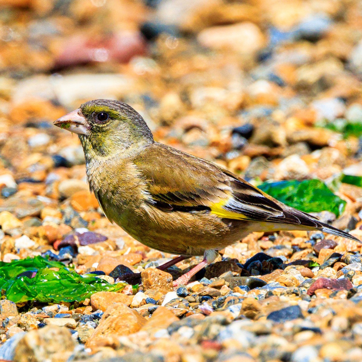 Oriental Greenfinch - ML566328151