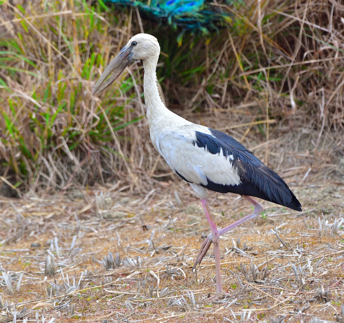 Asian Openbill - ML566328171