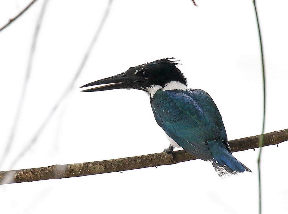 Amazon Kingfisher - Jorge García Mora