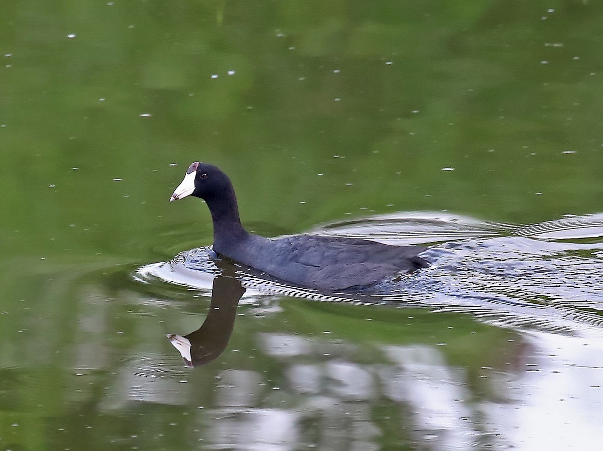 American Coot - Jorge García Mora