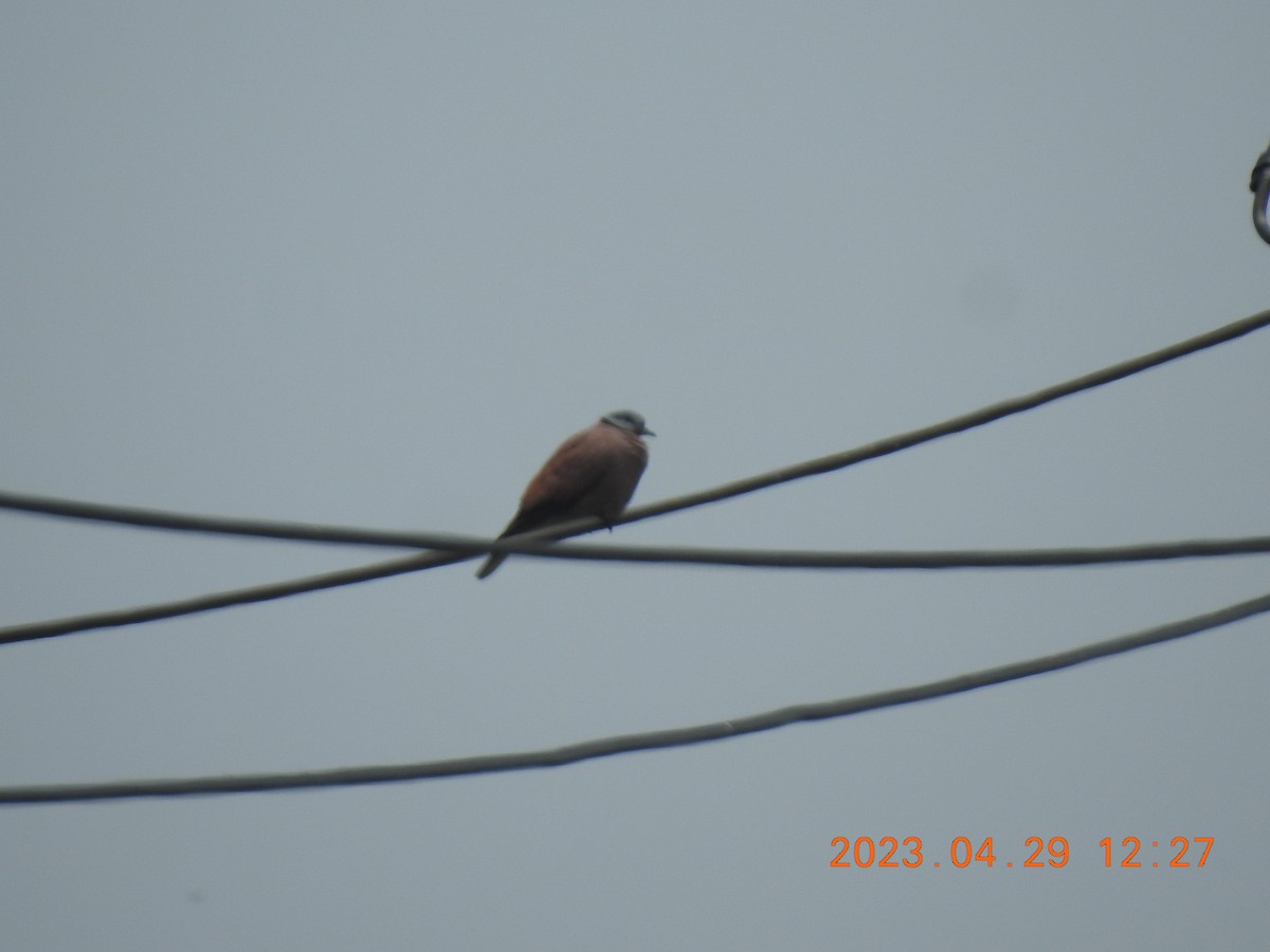 Red Collared-Dove - ML566328921