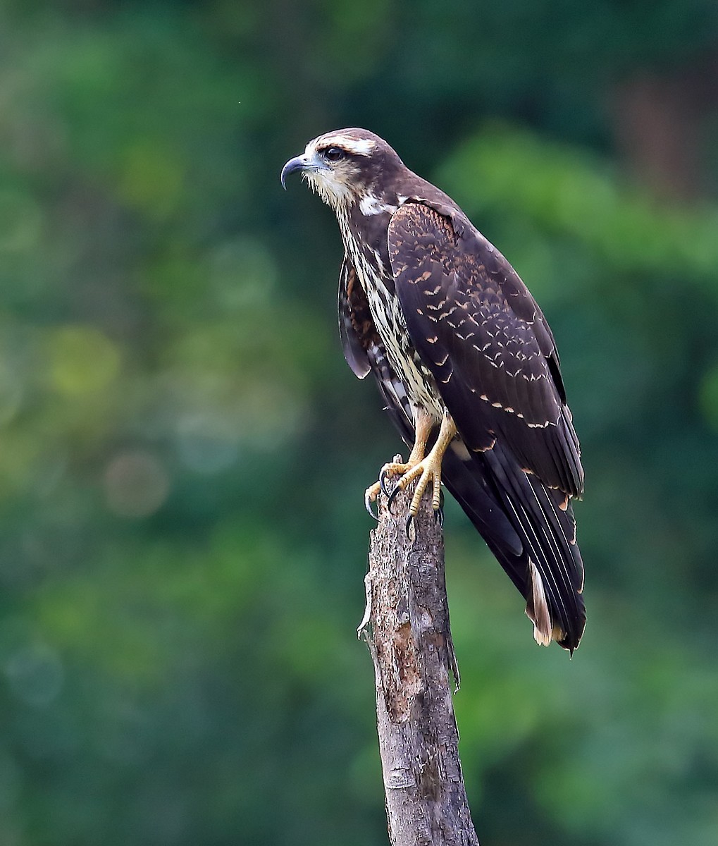 Snail Kite - ML566329191