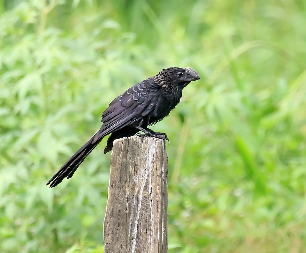 Smooth-billed Ani - ML566329511