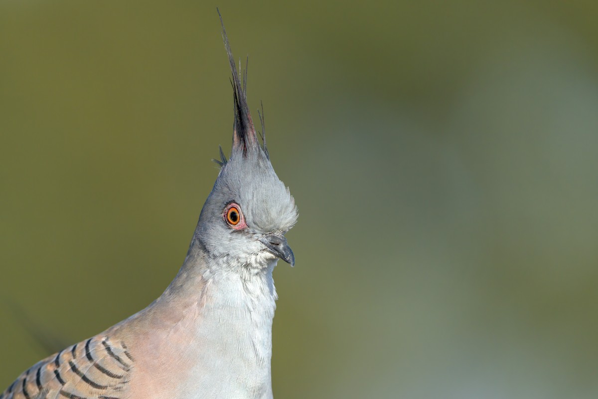 Crested Pigeon - ML566330201