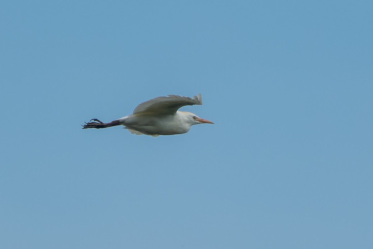 Western Cattle Egret - ML566330601