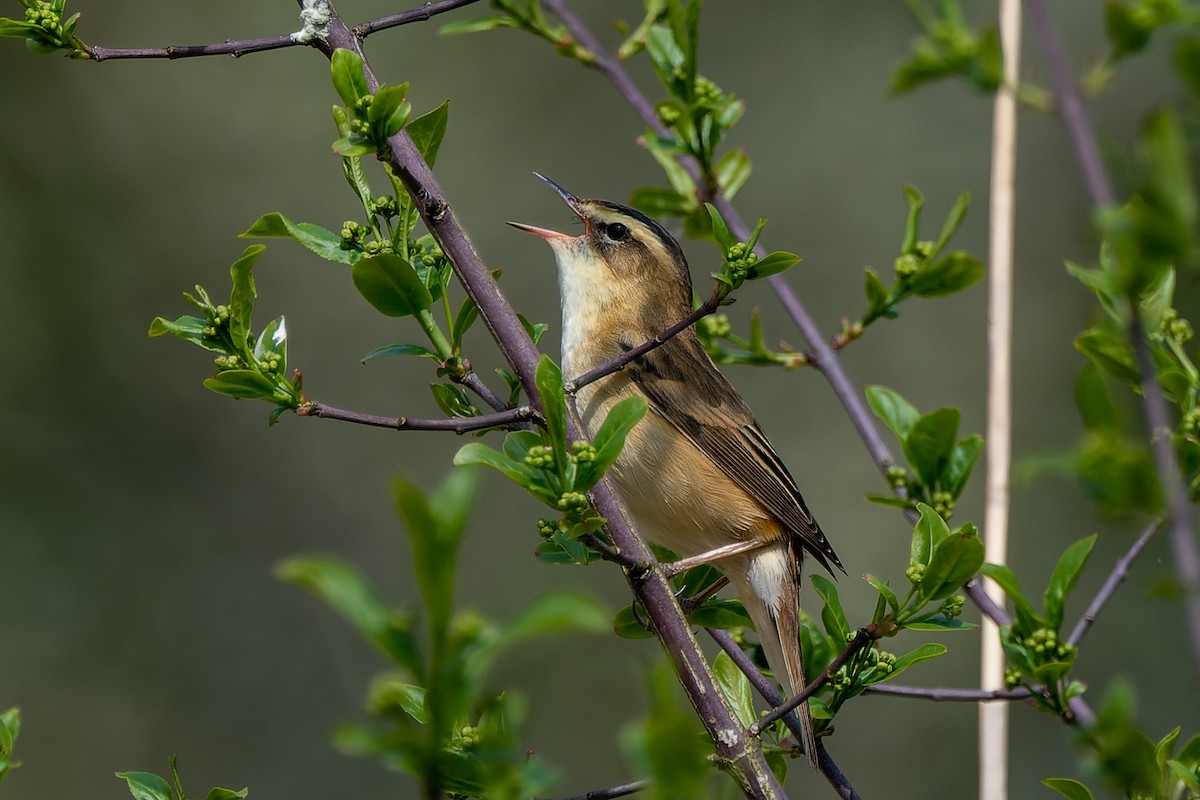 Sedge Warbler - ML566330641