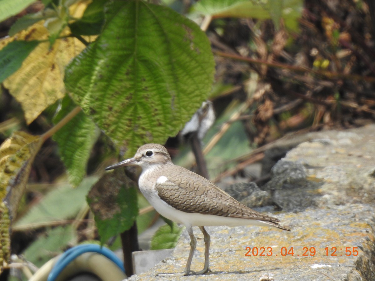 Common Sandpiper - Mei-Luan Wang