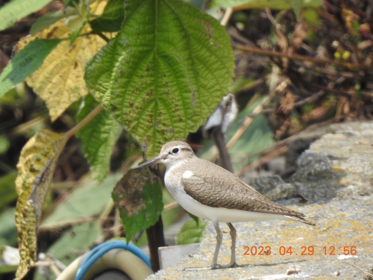 Common Sandpiper - ML566330661