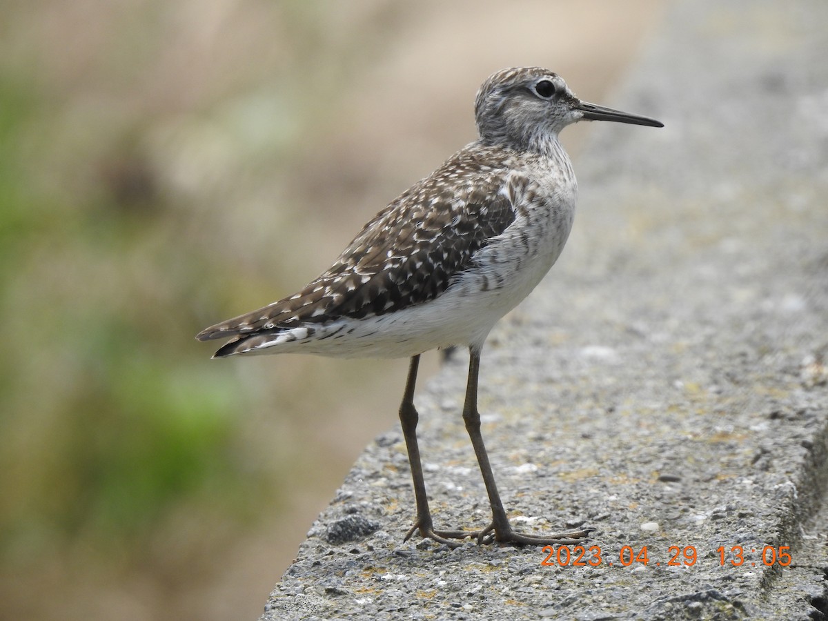 Wood Sandpiper - ML566330701