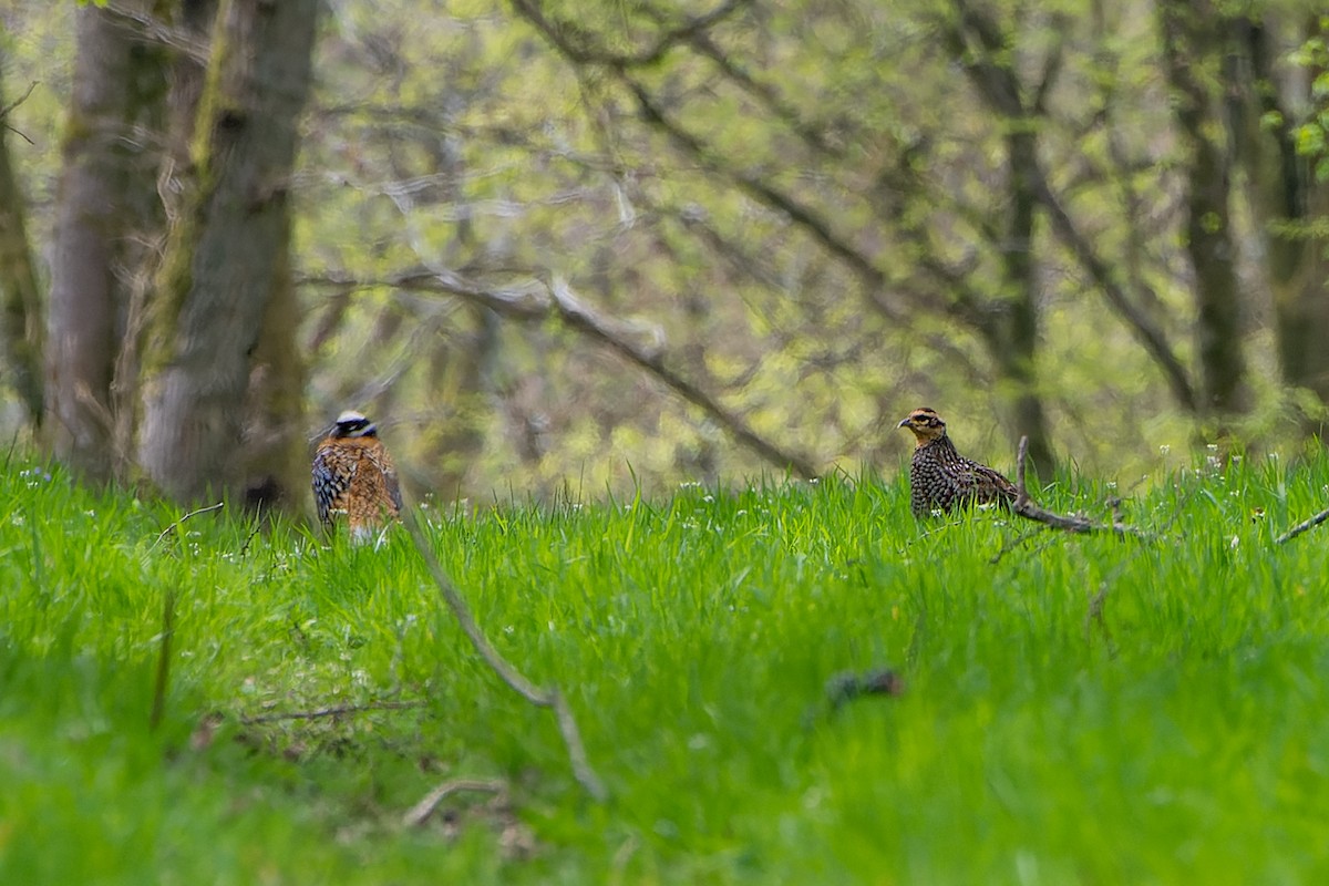 Reeves's Pheasant - ML566331041