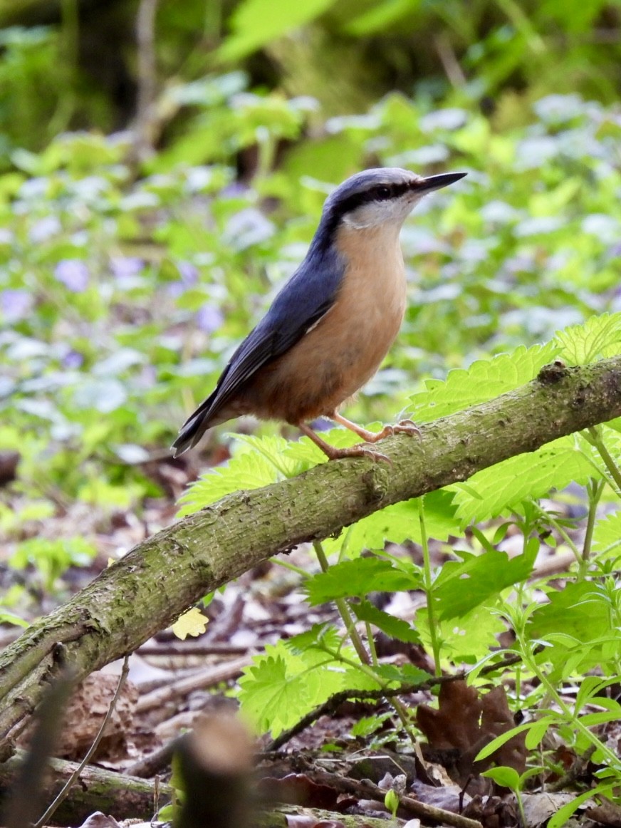 Eurasian Nuthatch - ML566331201