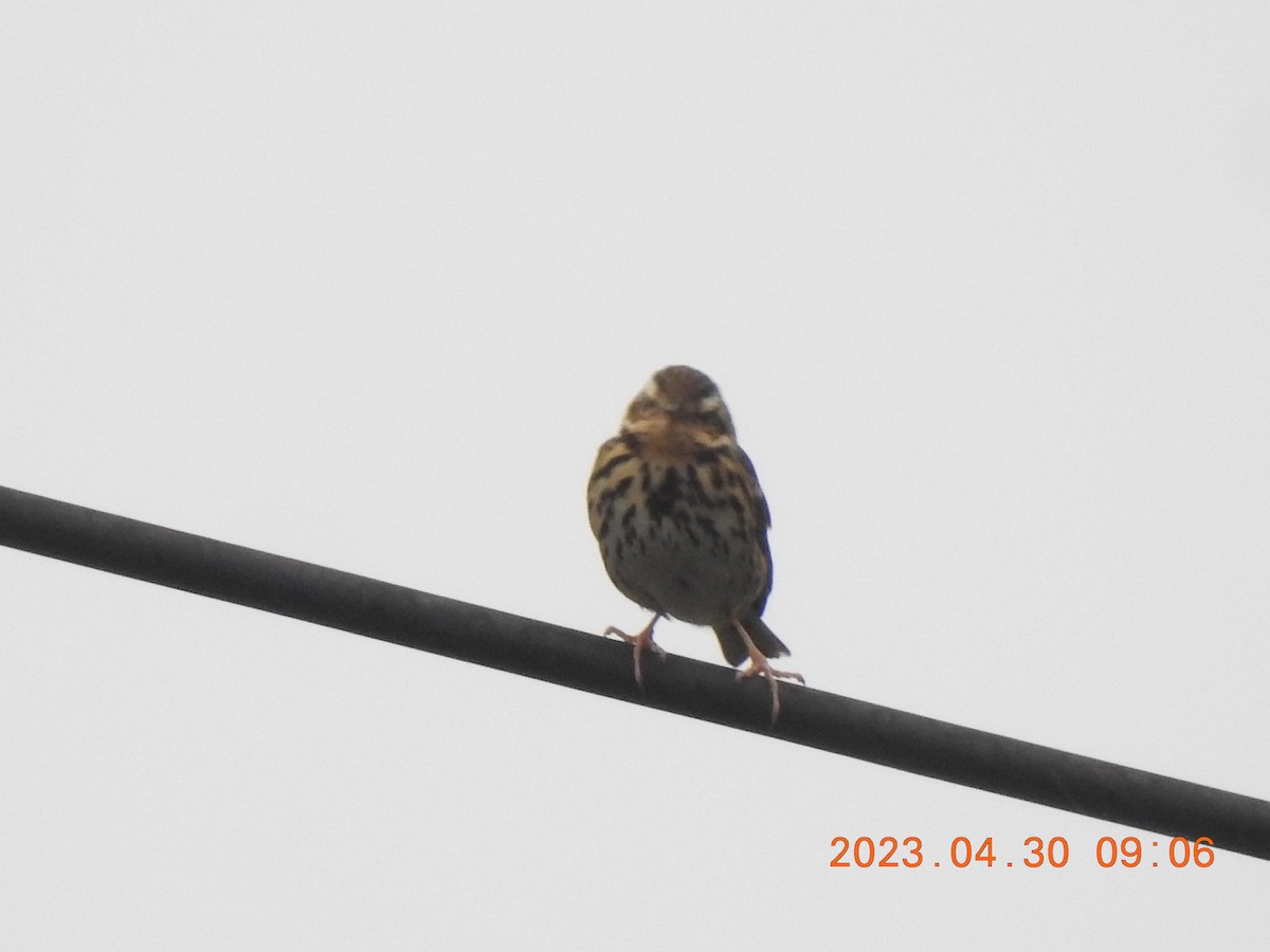 Olive-backed Pipit - ML566331411