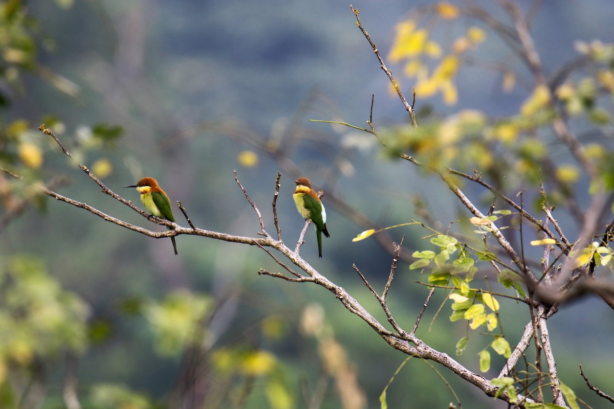 Chestnut-headed Bee-eater - ML566331951