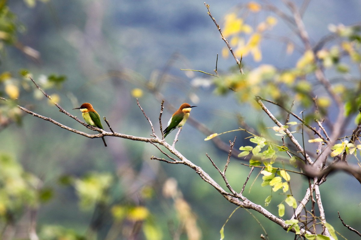 Chestnut-headed Bee-eater - ML566331961