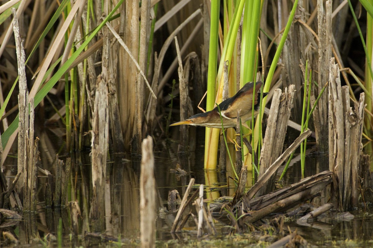 Least Bittern - ML566331991