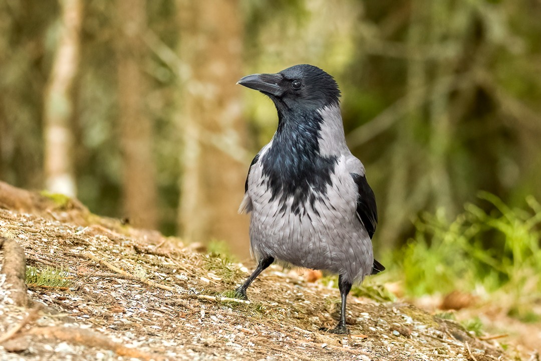 Hooded Crow - ML566332781