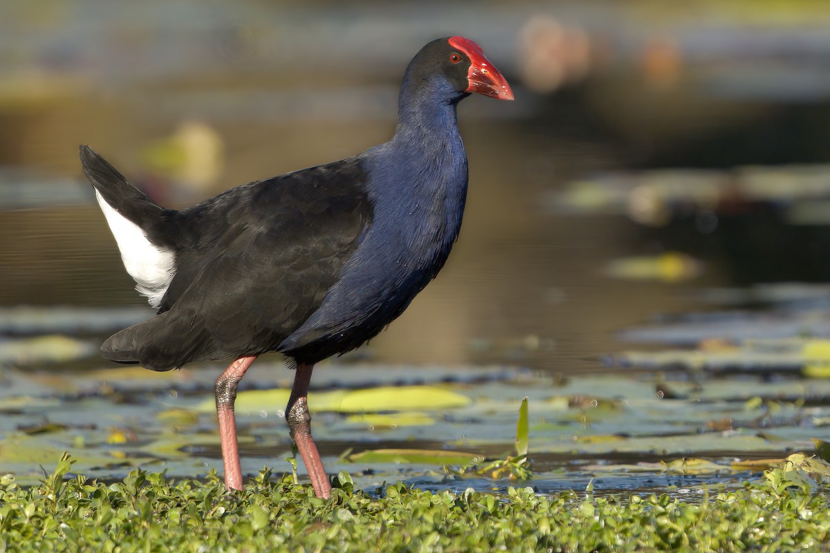 Australasian Swamphen - Matthew Egan