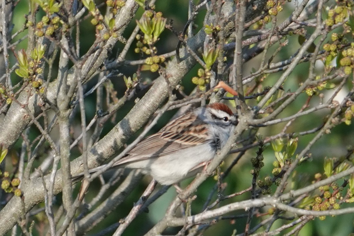 Chipping Sparrow - ML566334791