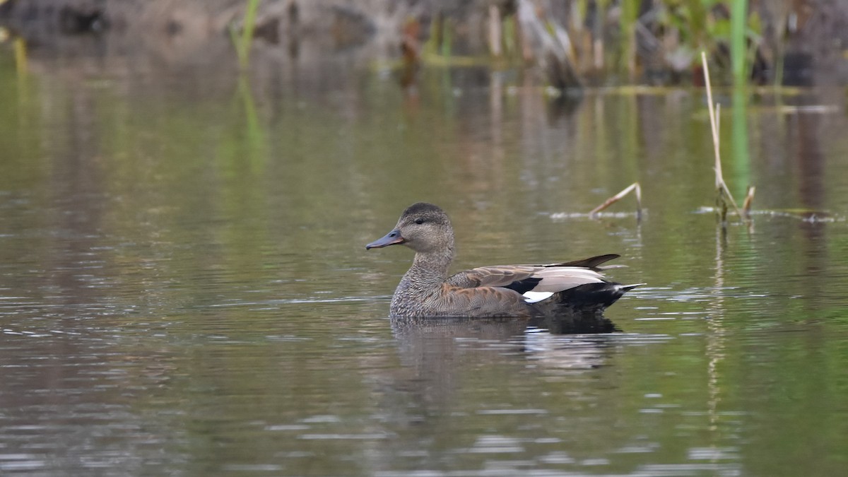Gadwall - ML566334861