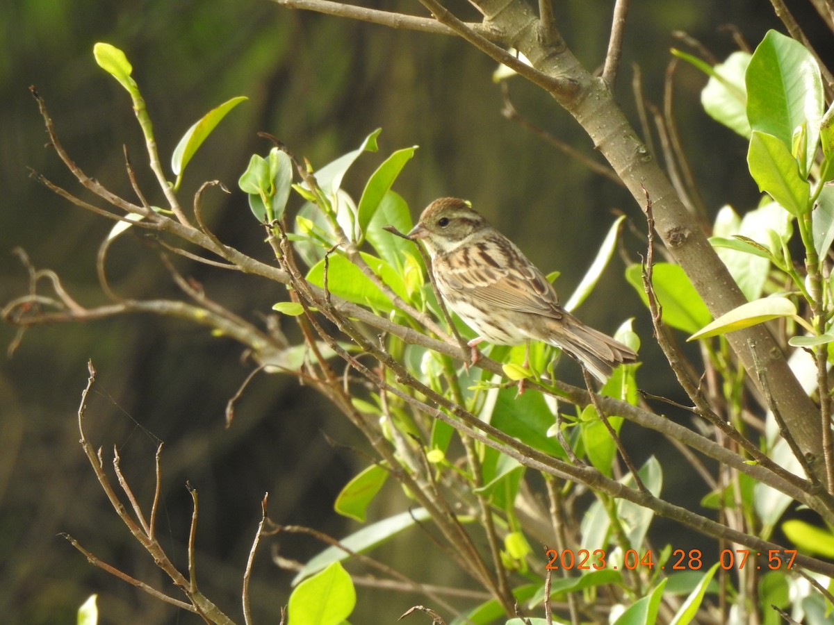 Black-faced Bunting - ML566334941