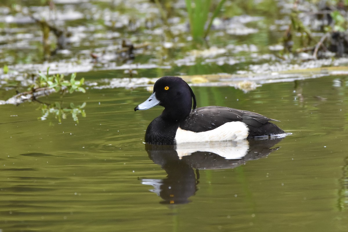 Tufted Duck - ML566334951