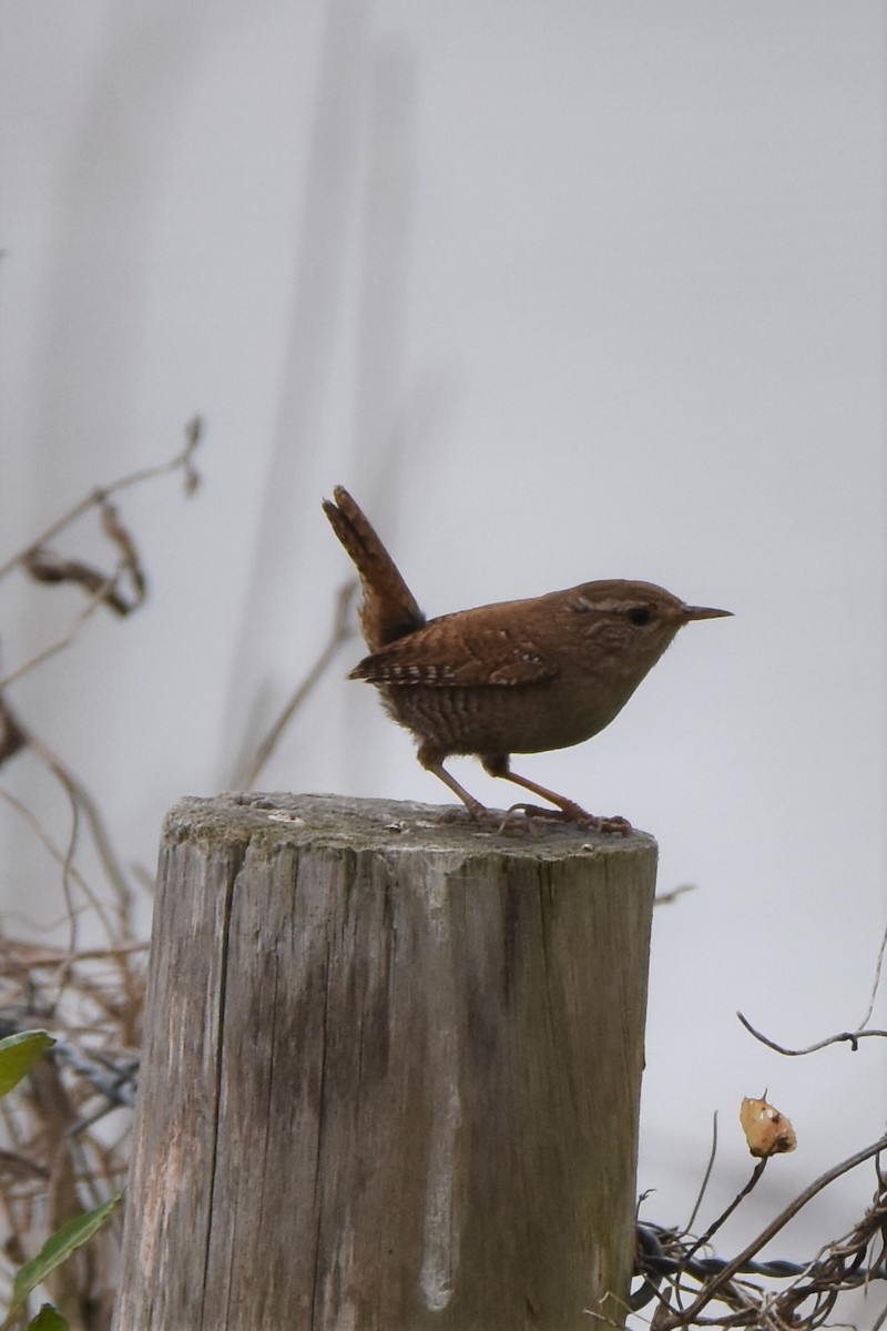 Eurasian Wren - ML566334971
