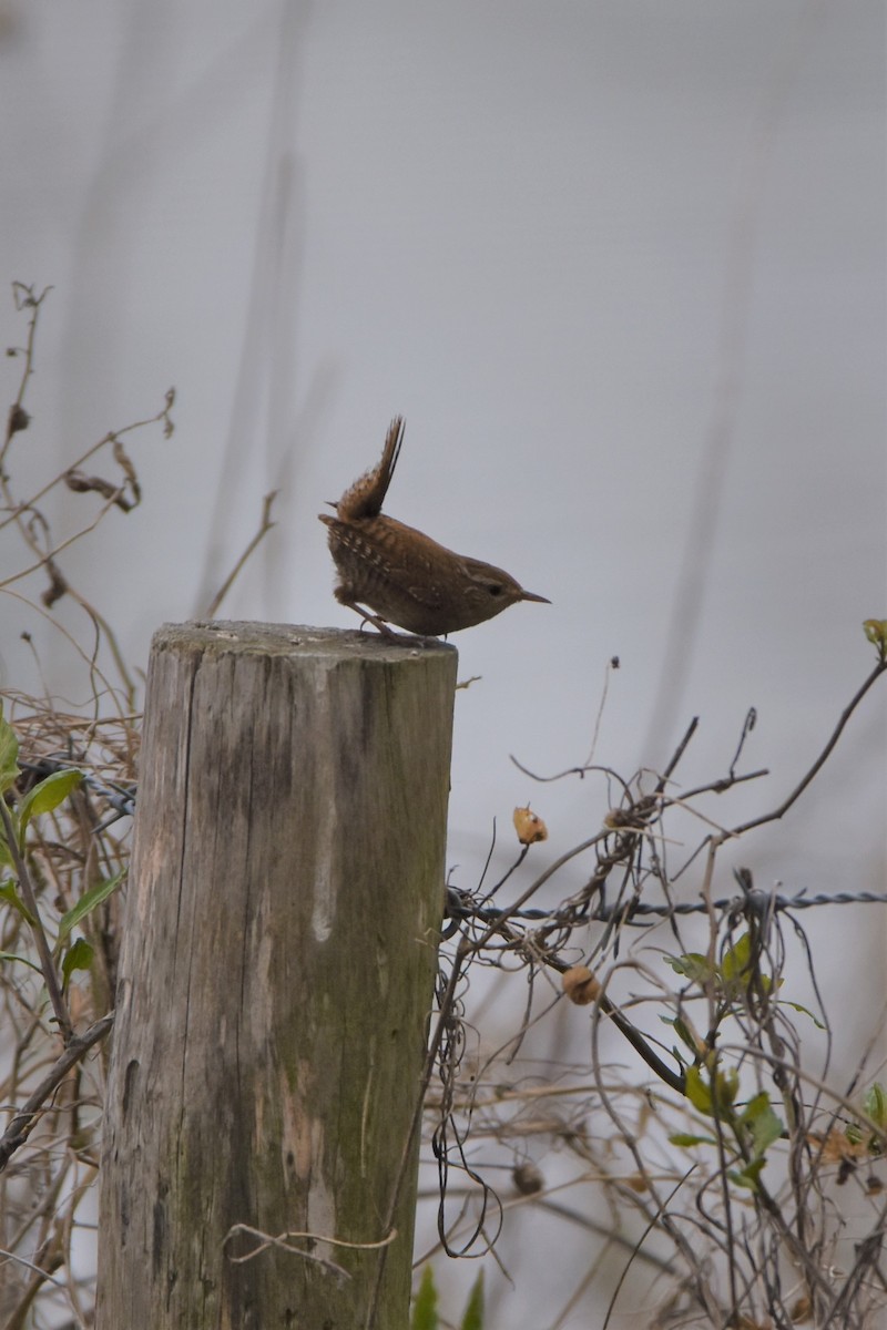 Eurasian Wren - ML566334981