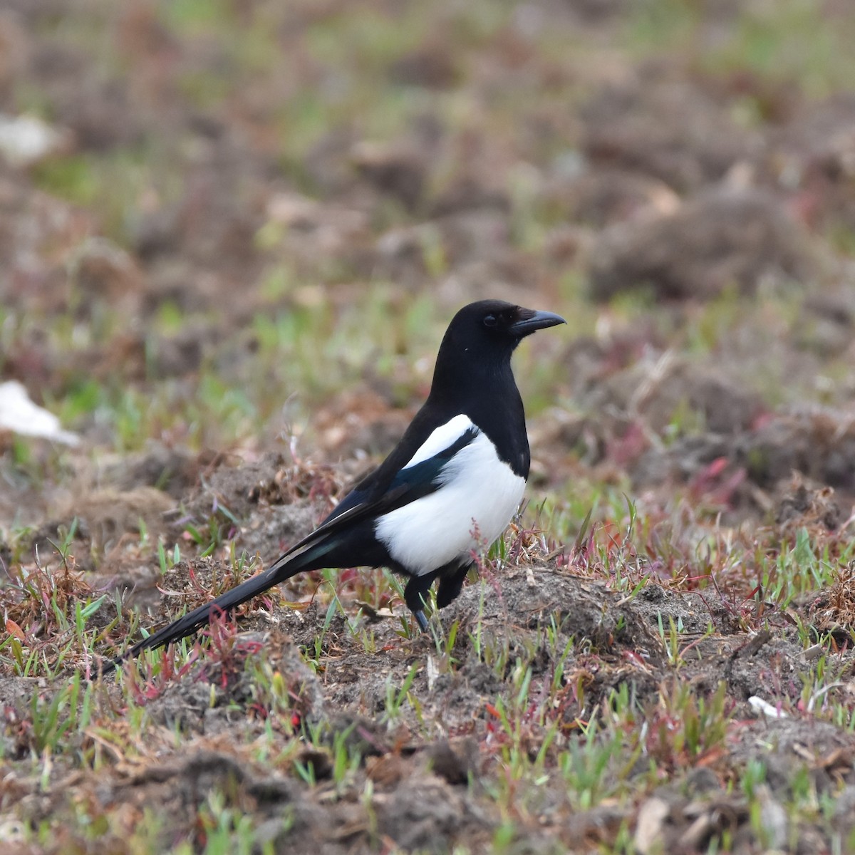 Eurasian Magpie - ML566335001