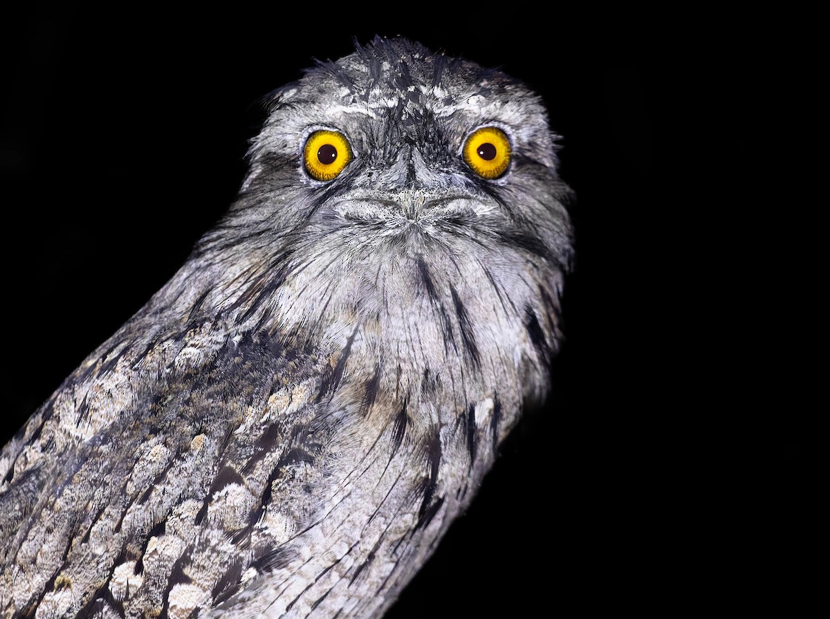 Tawny Frogmouth - ML566335301