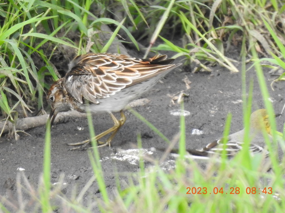 Sharp-tailed Sandpiper - ML566335731