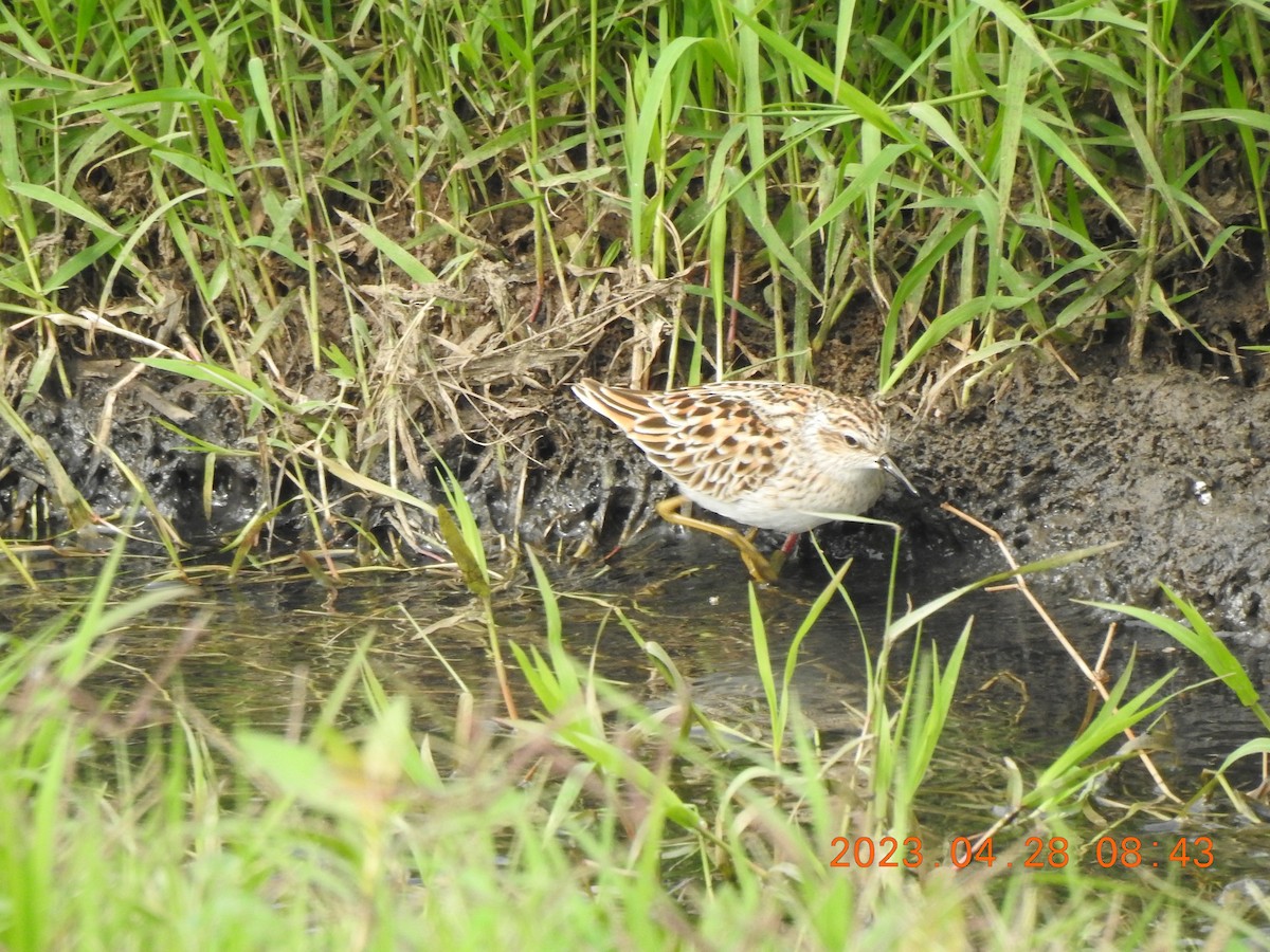 Langzehen-Strandläufer - ML566335741