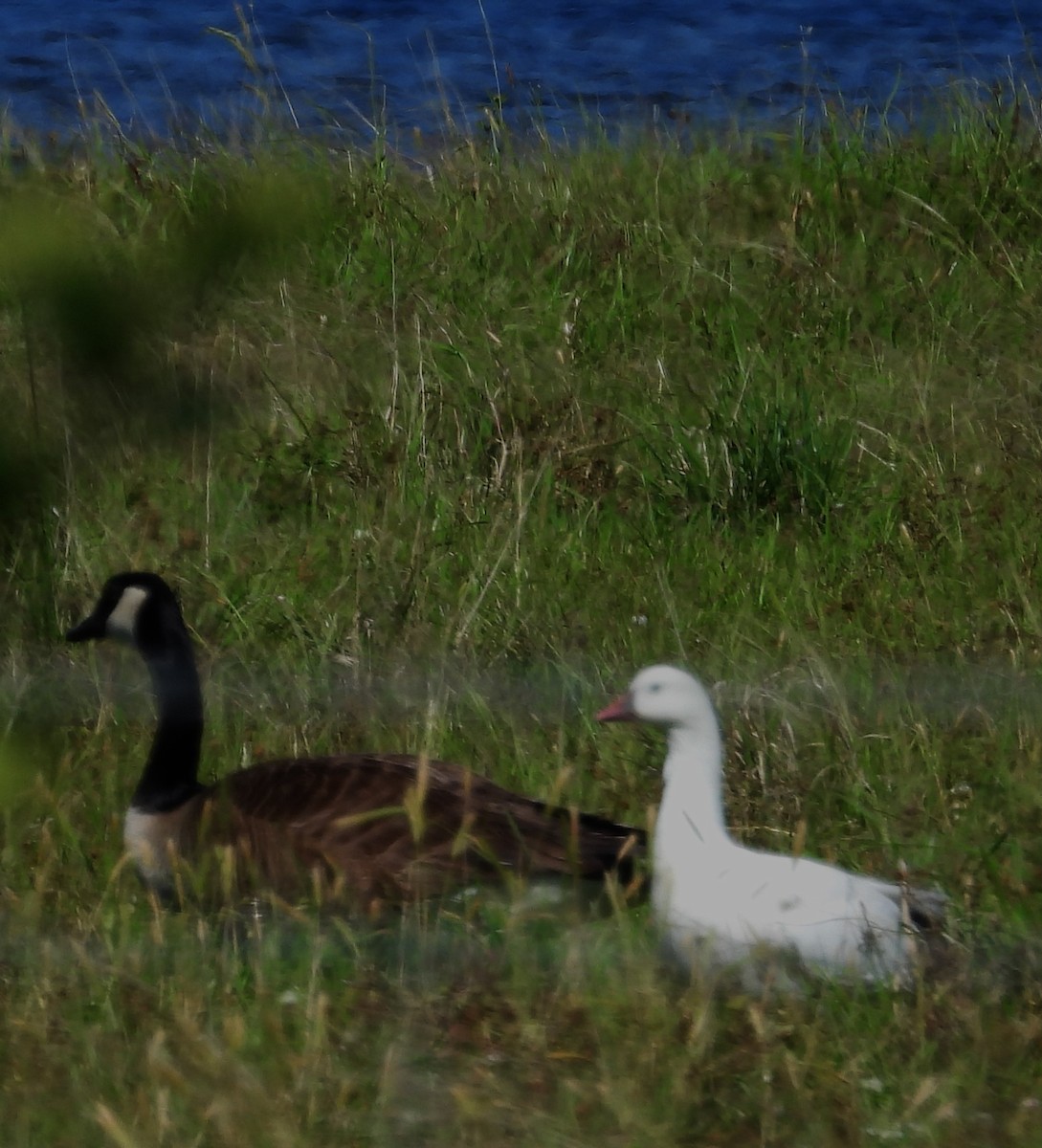 Ross's Goose - ML566336391