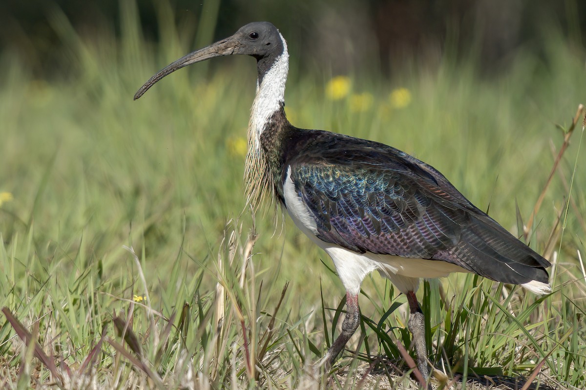 Straw-necked Ibis - ML566336551