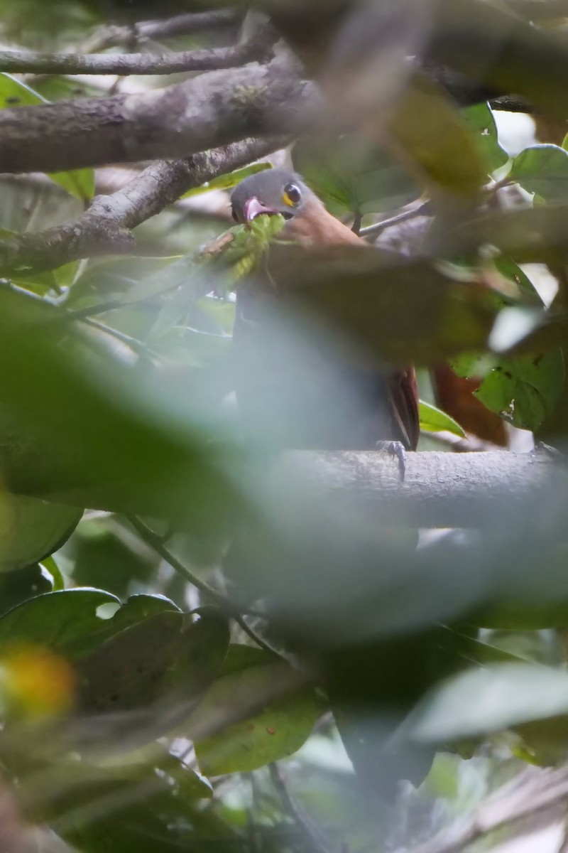 Black-bellied Cuckoo - ML566337361