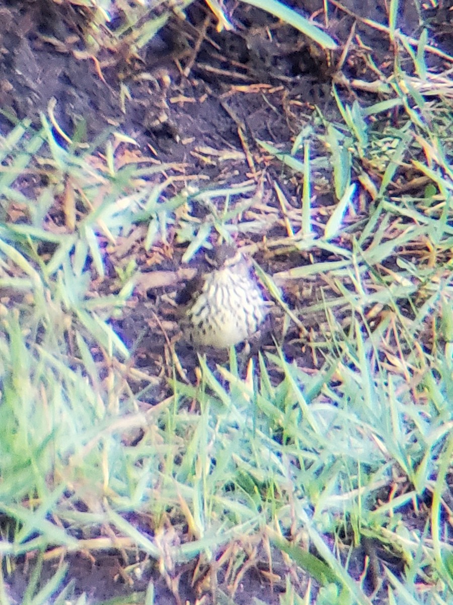 Northern Waterthrush - ML566337371