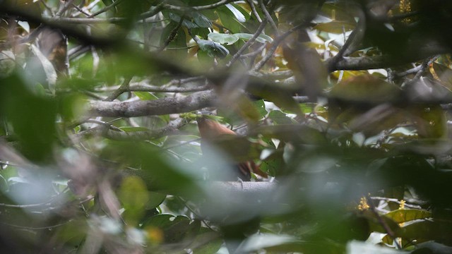 Black-bellied Cuckoo - ML566337461