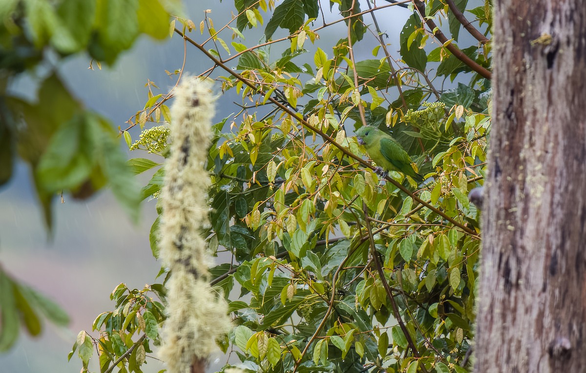 Mindanao Racquet-tail - Forest Botial-Jarvis