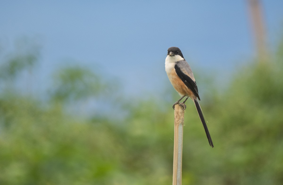Long-tailed Shrike (nasutus Group) - Forest Botial-Jarvis