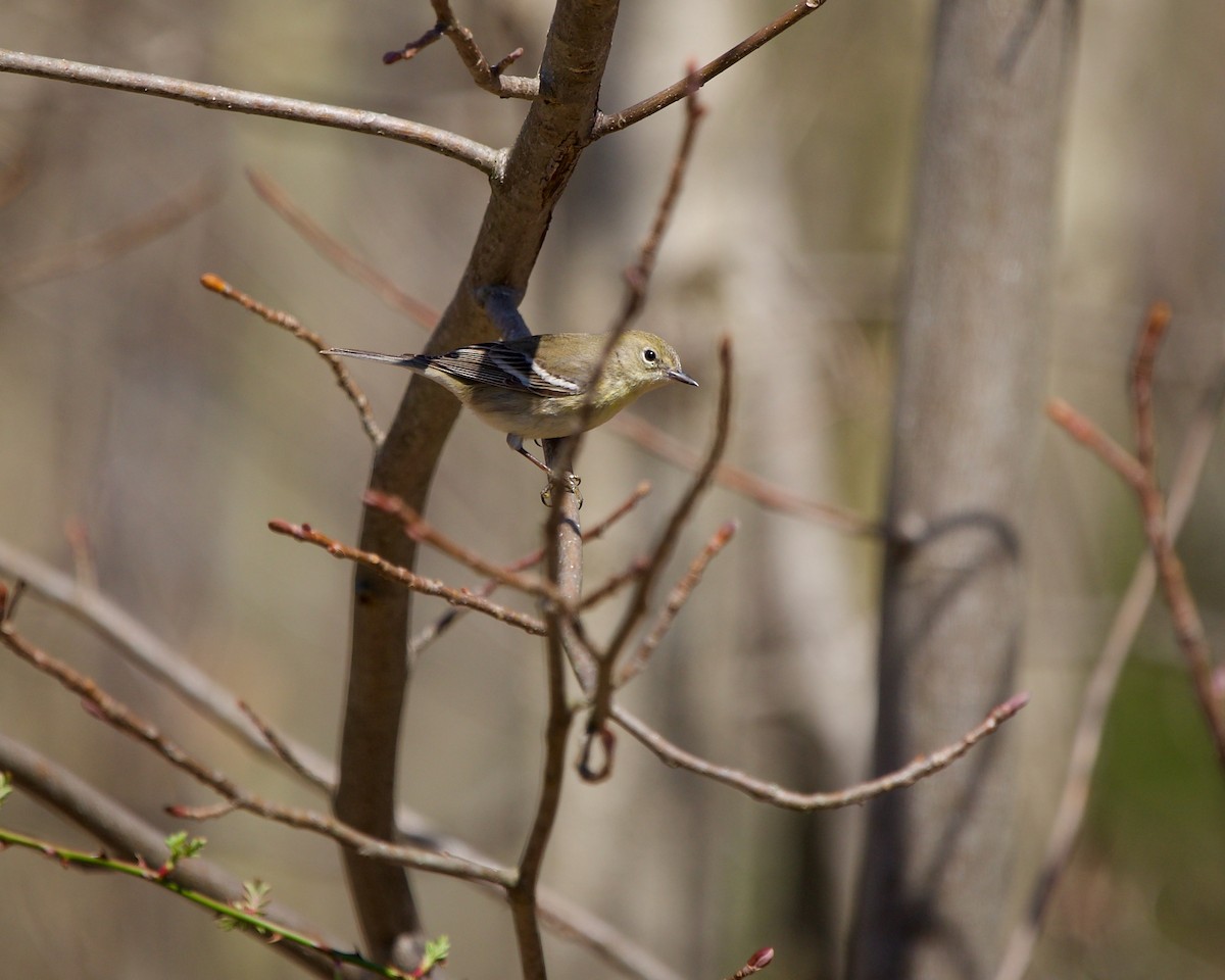 Pine Warbler - ML566337791