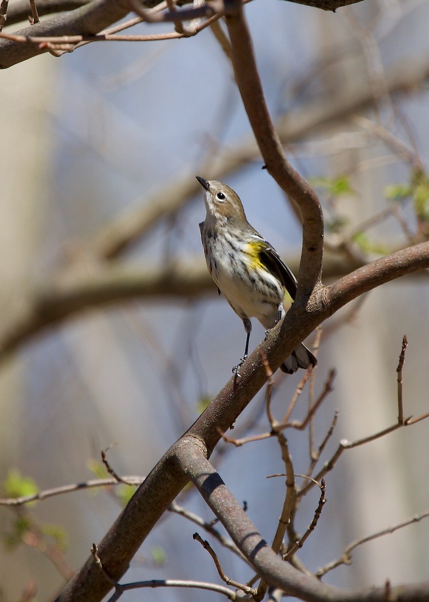 lesňáček žlutoskvrnný (ssp. coronata) - ML566337831