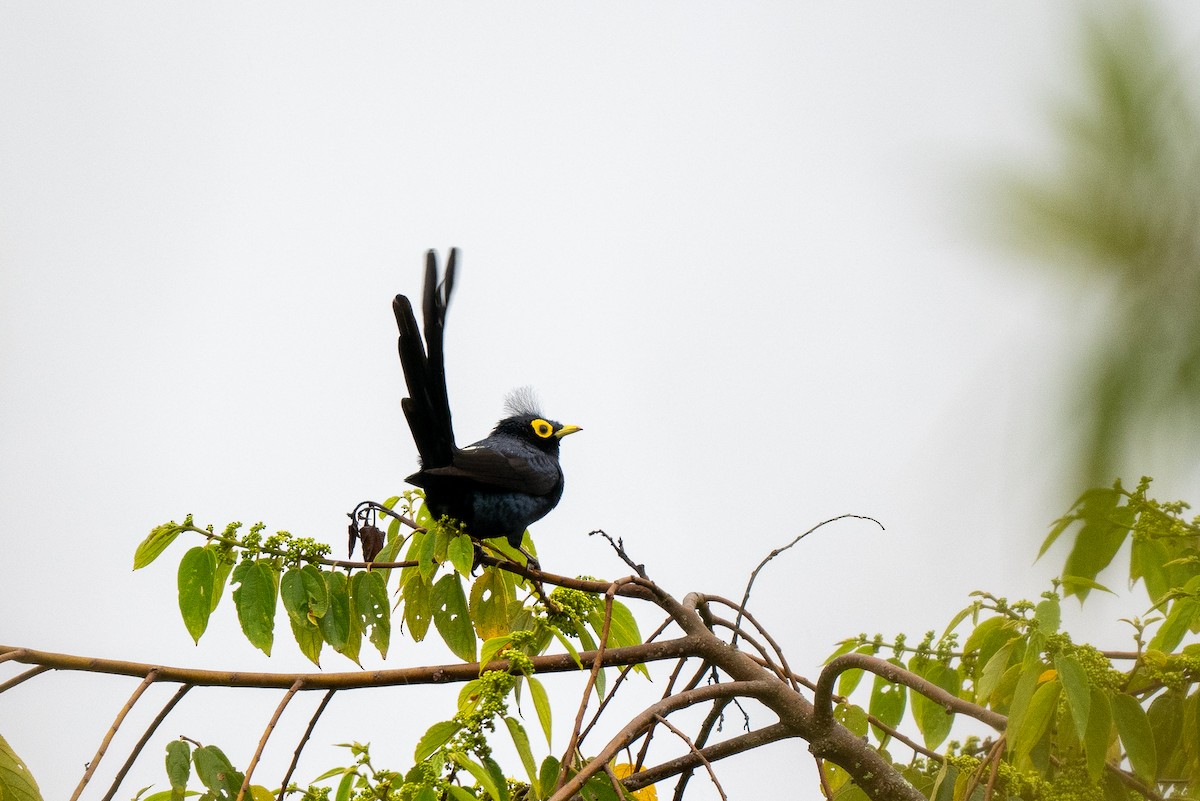 Apo Myna - Forest Botial-Jarvis