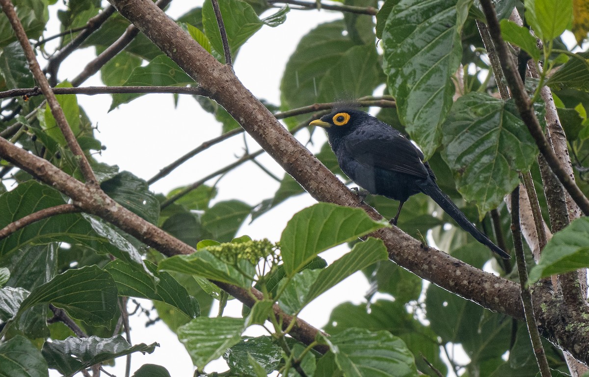 Apo Myna - Forest Botial-Jarvis