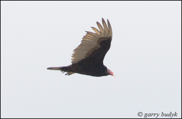 Turkey Vulture - Garry Budyk