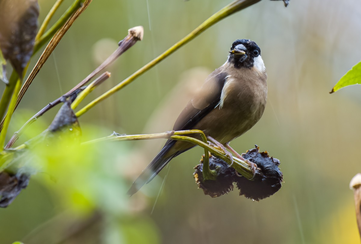 White-cheeked Bullfinch - ML566338491