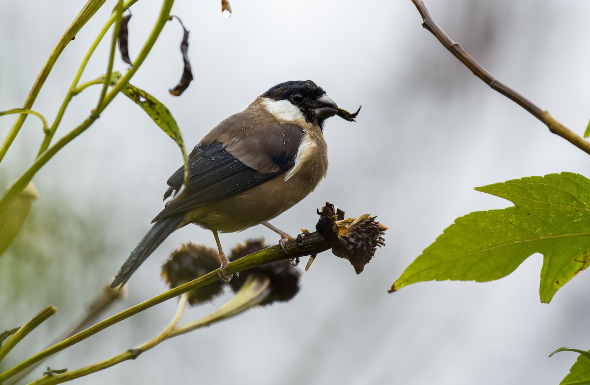 White-cheeked Bullfinch - ML566338501